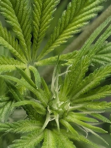 B E A utiful  — flower, day 65