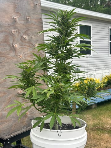 First ever grow — flower, day 74