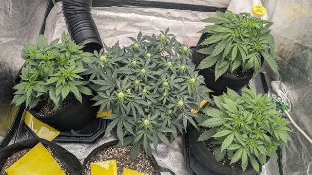 Perpetual Autoflower Mixed Grow #3 — germination, day 32