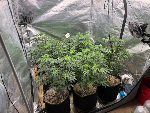 Hollywood Headband and LimeHeads  — vegetative, day 102