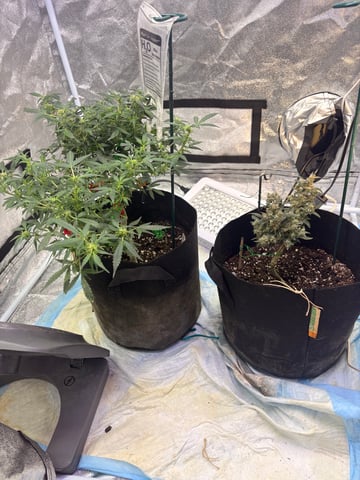 Northern Lights & Quick One  — none, day 69