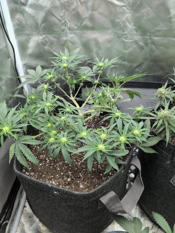 memphisto 3 bears OG, ethos high note r1 — flower, day 57