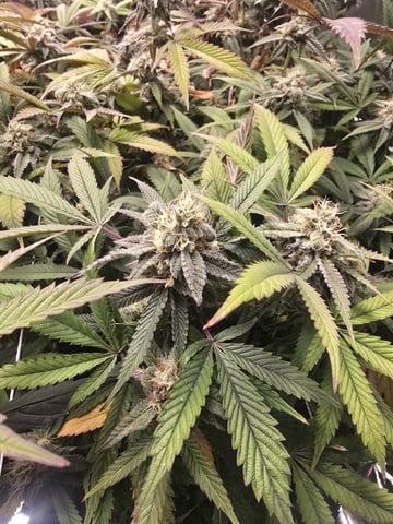 Dante's Inferno Rerun — flower, day 147