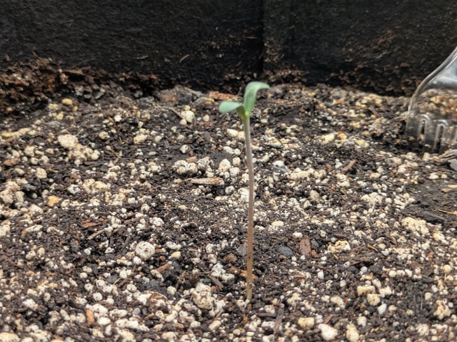 OG III — seedling_rooting, day 1
