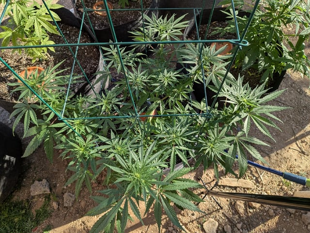 October Start — flower, day 90