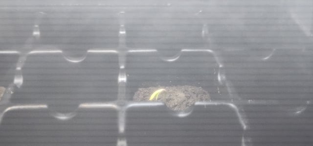 1st grow Dr. Nefario — vegetative, day 37