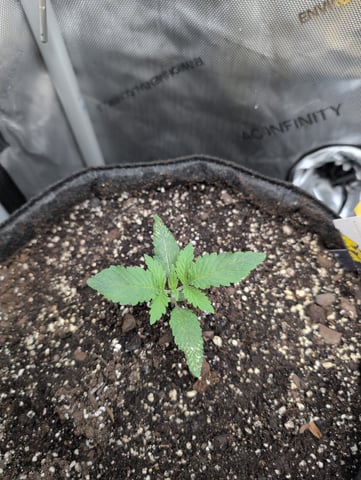 memphisto 3 bears OG, ethos high note r1 — vegetative, day 15