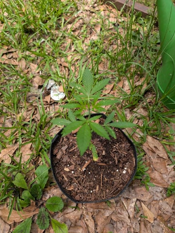 Country Boy — vegetative, day 18