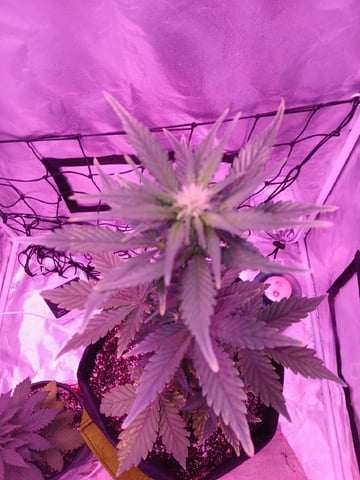CountryG  — seedling_rooting, day 35