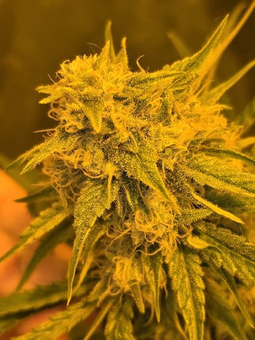 3rd Auto Grow — flower, day 79