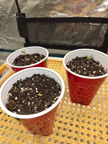 Natural Healing  — seedling_rooting, day 1