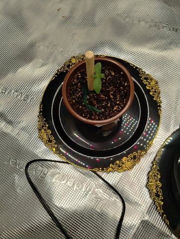 Photo Time📸🕞 — seedling_rooting, day 11