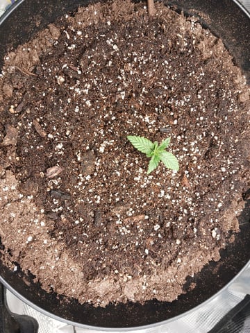 Gorilla Sherbert Feminized From Blimburn Seeds  — vegetative, day 19