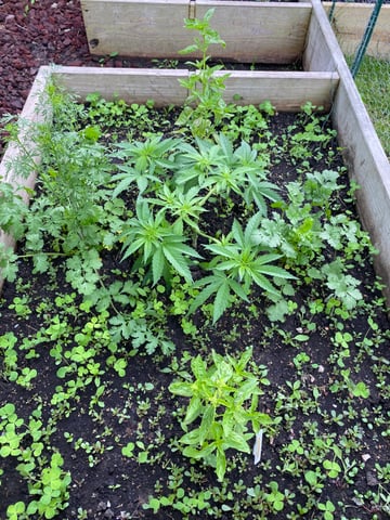 queen of soul X cap junky  — vegetative, day 62