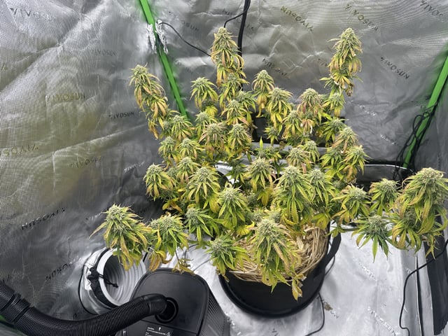 Pine (Auto) 2025 - 0 — flower, day 75