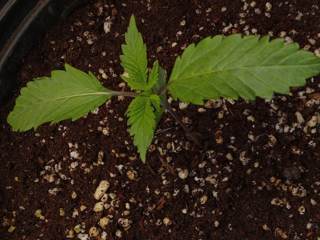 critical purple kush x peyote wifi  in the auto pot system tray 2 grow with added microhazian to the coco coir  — vegetative, day 14