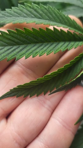 1st grow indoors(cardboard box to 2x2x4 to 5x5x6) — vegetative, day 68