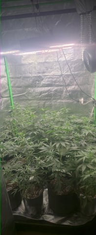 DeathStar, Grease Monkey, Goat Latto, Northern Lights — vegetative, day 63