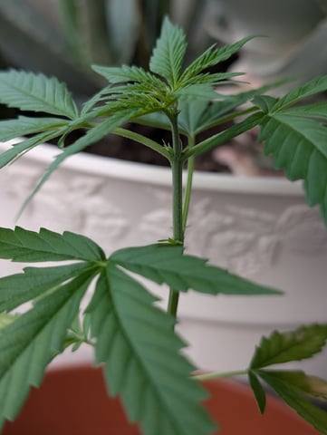 My First Grow 🪴 April '26 — vegetative, day 38