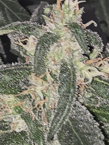 first grow second plant  — flower, day 101