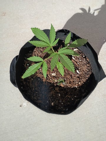 Purple Plum Perfect 💜 & 2 Grape Runtz 🍇 Mainlining garden.  — vegetative, day 41