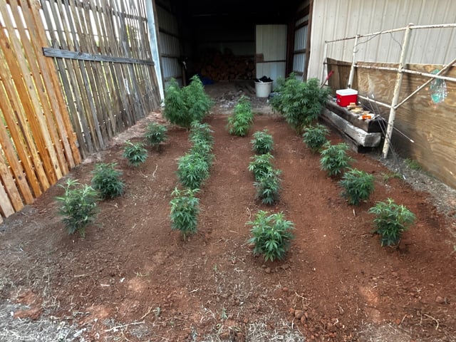 Outdoor Grow — vegetative, day 104