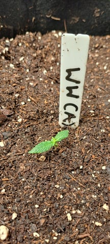 First Grow with the new setup  — seedling_rooting, day 6