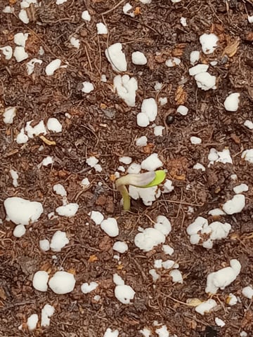 critical purple kush x peyote wifi  in the auto pot system tray 2 grow with added microhazian to the coco coir  — seedling_rooting, day 5