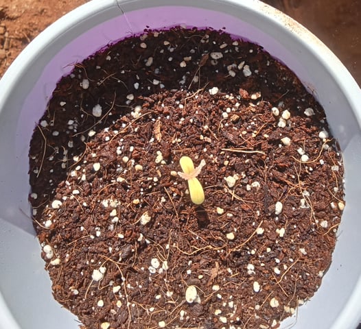 Second grow(Photoperiod) — seedling_rooting, day 6