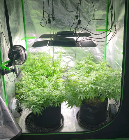 This grow may be interesting! — flower, day 123