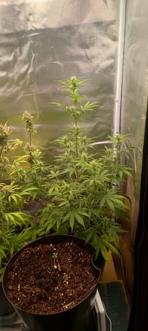 frst grow tent grow — auto, day 70