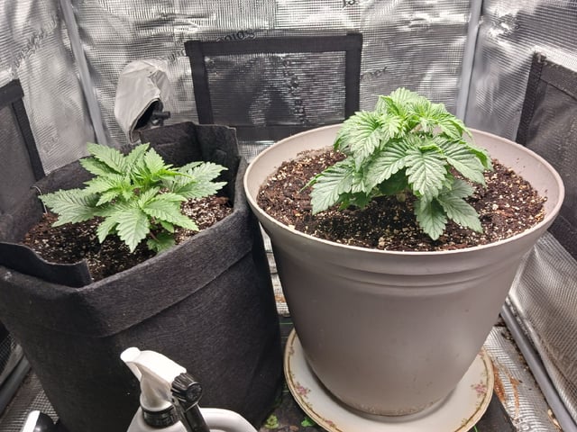 9lbhammer feminized  — vegetative, day 18
