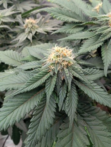 2026 Seedrun — vegetative, day 76