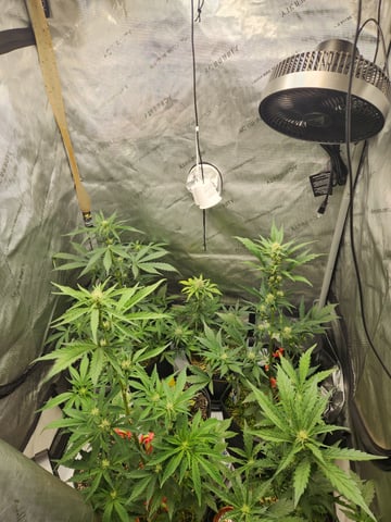 Mephisto Apple Crush and Pop tart OG in Nature's Living Soil.  — flower, day 41