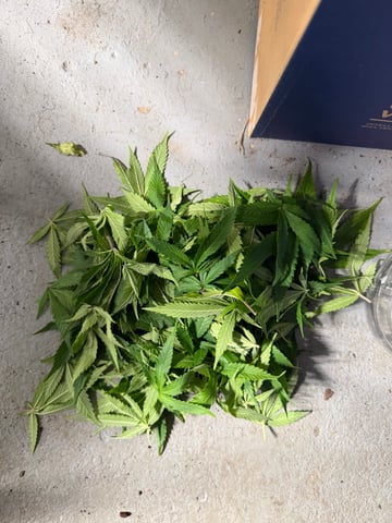  Apple fritter  Clones round two — flower, day 168