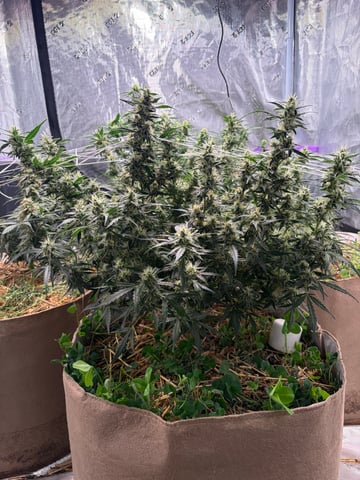 Round 1.5 — flower, day 80