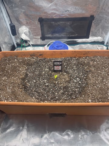 OG White Widow — seedling_rooting, day 24