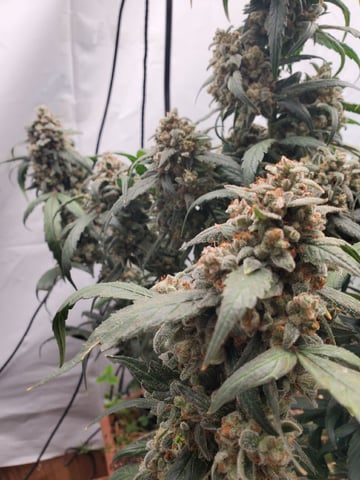 Auto Flower Run Fully Organic