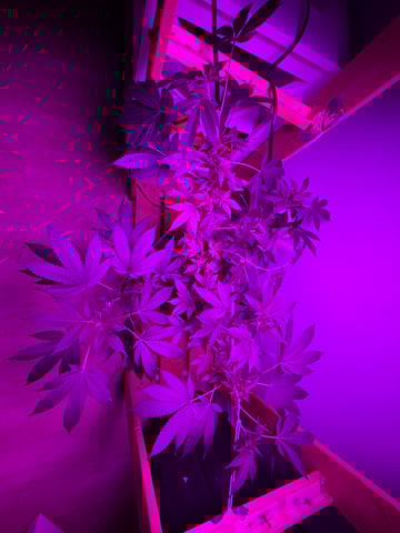 OG Kush — flower, day 61