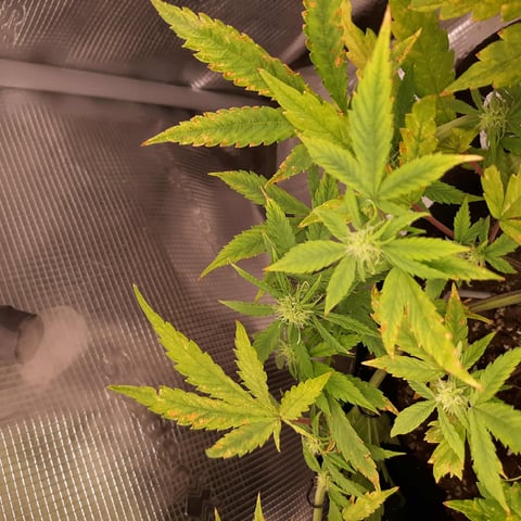 week 1 — flower, day 41