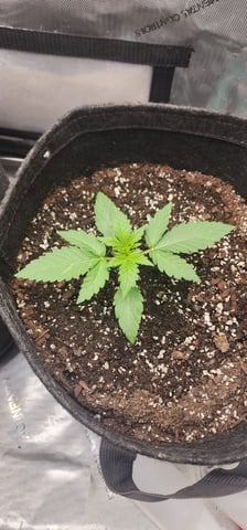 FastBuds Trainwreck Auto — vegetative, day 19