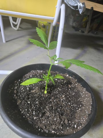 cherry pie  — vegetative, day 18