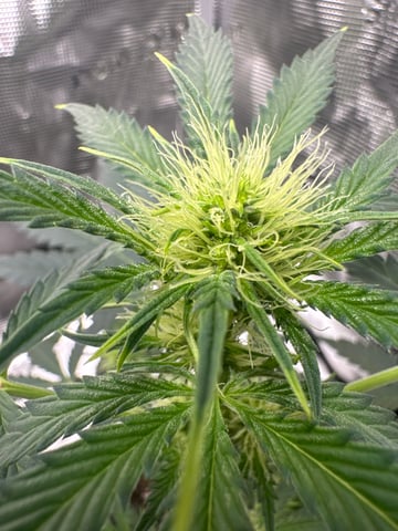 Grow Number 2 — flower, day 33