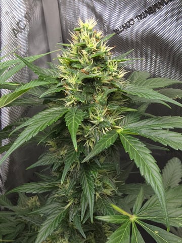 Purple Haze  — flower, day 85