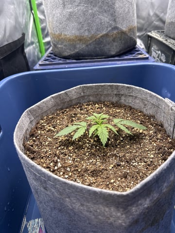 blue dream / berry ryder — auto, day 204