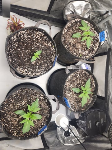 Mephisto's Flava Flav (Grape Crush x Guava Fig) — seedling_rooting, day 19