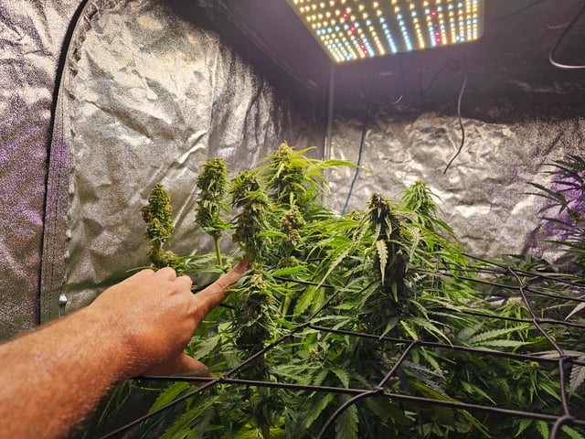 Cheshablue  — flower, day 33