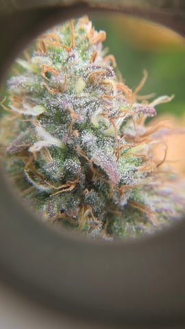 ethos genetics  — flower, day 109