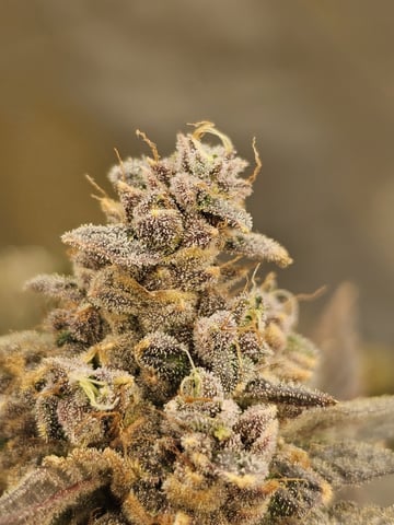 perfect circle/ cherrymac1 X candyland cross  — flower, day 49