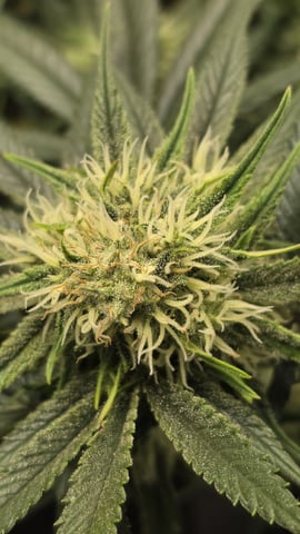 lilac diesel Rbx2 — flower, day 99